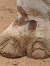 camel toe, ou orteil de chameau