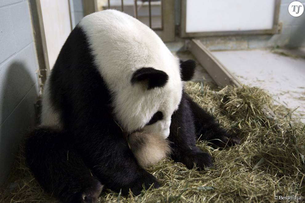 Un Panda est-il assez intelligent pour faire croire à une fausse gestation ?