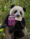 La femelle Panda Yuan Yuan aurait simulé une grossesse pour avoir droit à de la nourriture supplémentaire.