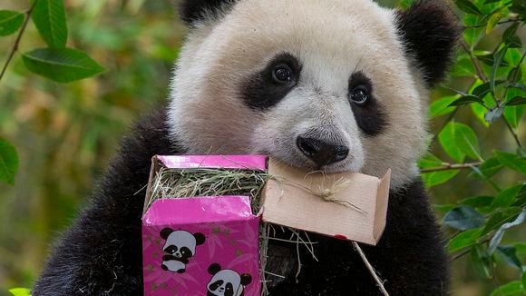 Ce panda malin aurait simulé une grossesse pour être chouchouté