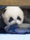 Les soigneurs ont cru dur comme fer à la nouvelle tant la naissance d'une bébé panda en captivité est un événement rare.