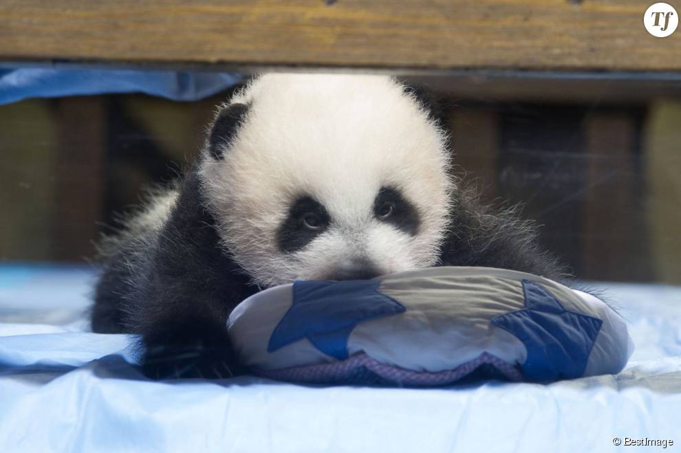 Les soigneurs ont cru dur comme fer à la nouvelle tant la naissance d&#039;une bébé panda en captivité est un événement rare.