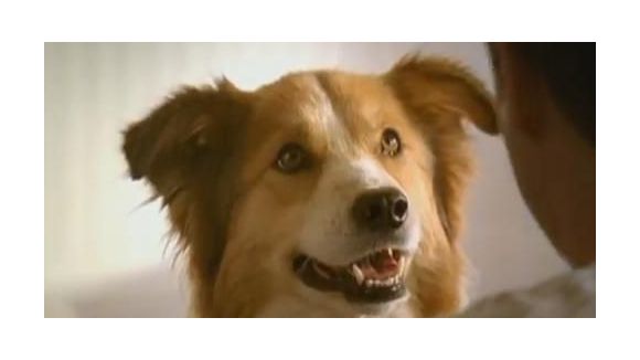 Publicité : quand Nestlé parle aux chiens