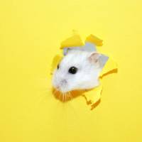 LeBonCoin : une annonce totalement incompréhensible pour des bébés hamsters