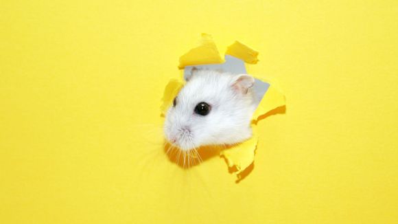 LeBonCoin : une annonce totalement incompréhensible pour des bébés hamsters