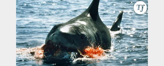 Attaque de requin à la Réunion : «Je me suis protégé en tapant sur le requin»