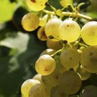  78e Fête des vendanges à Montmartre : le programme des 8 et 9 octobre 2011