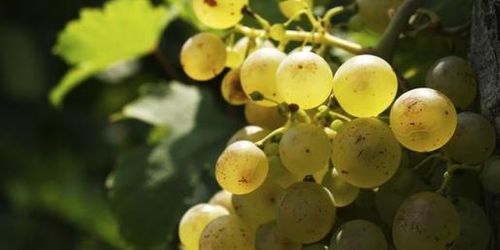  78e Fête des vendanges à Montmartre : le programme des 8 et 9 octobre 2011