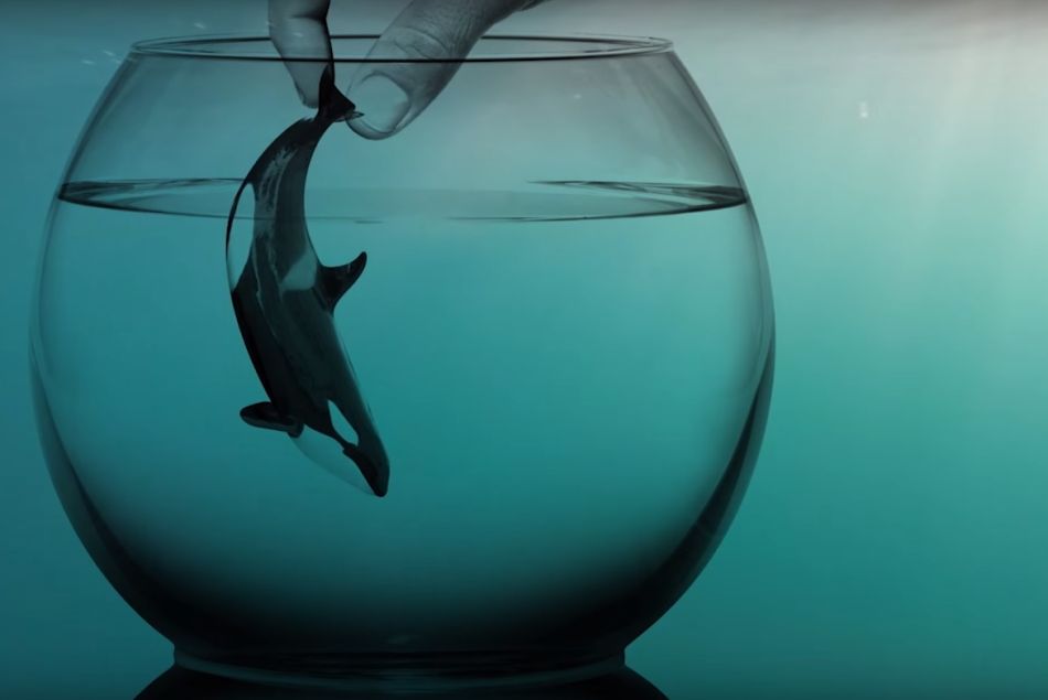 "Je suis Morgan" : un court-métrage pour sensibiliser au calvaire que vivent les orques en captivité