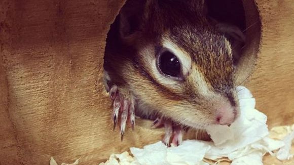 10 animaux trop mignons qui nous ont redonné le sourire en 2015