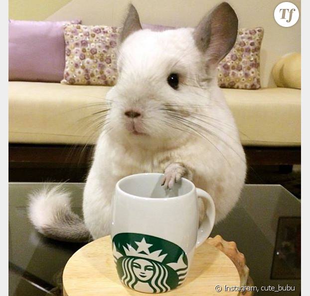 10 Animaux Trop Mignons Qui Nous Ont Redonne Le Sourire En 15 Terrafemina