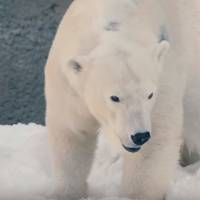 Ces ours polaires jouant dans la neige vont vous faire fondre