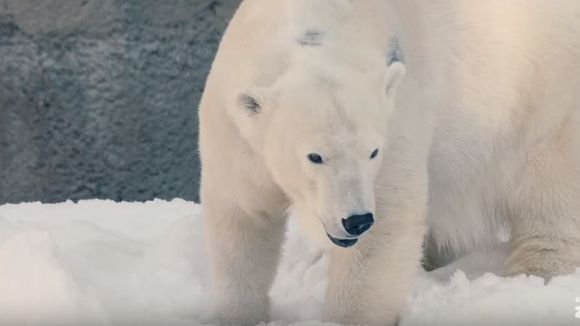 Ces ours polaires jouant dans la neige vont vous faire fondre