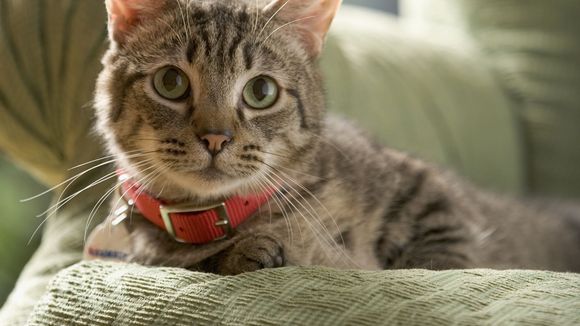 Les chats sont les prédateurs les plus redoutables de la planète