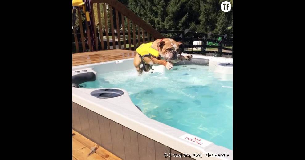 Un chien profitant du spa du Dog Tales Rescue