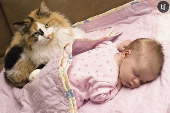 Chat babysitter ?