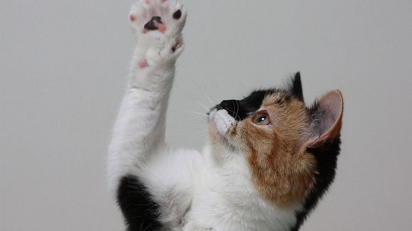 Votre chat est-il droitier ou gaucher ? Faites le test !