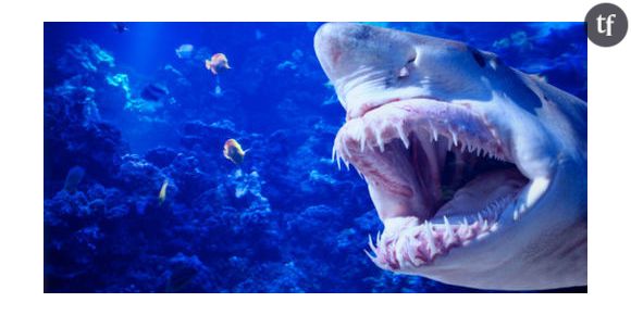 Attaques de requins à la Réunion : une opération de marquage est lancée