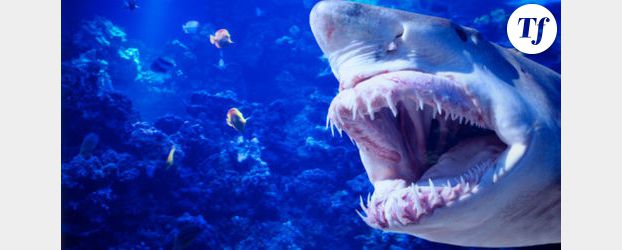 Attaques de requins à la Réunion : une opération de marquage est lancée