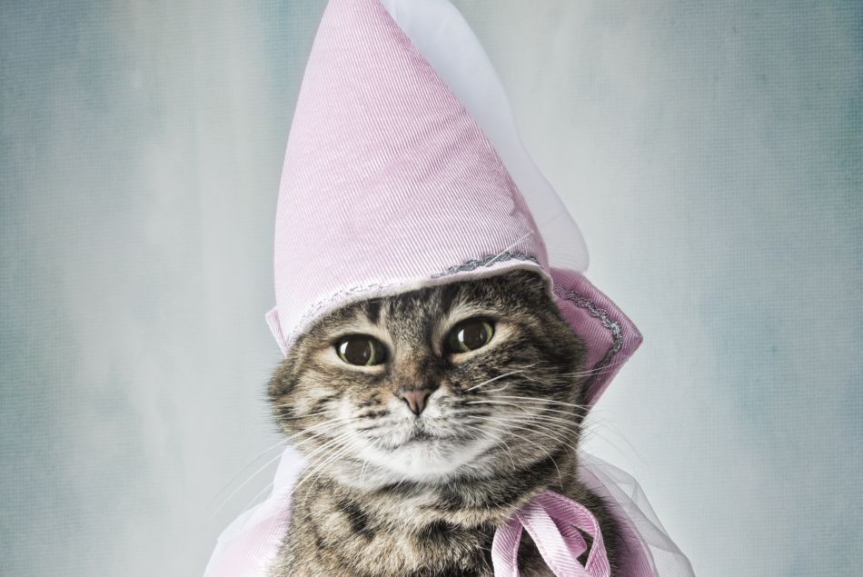 12 déguisements pour chats complètement ridicules