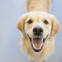 9 choses que votre chien déteste (sans que vous le sachiez)