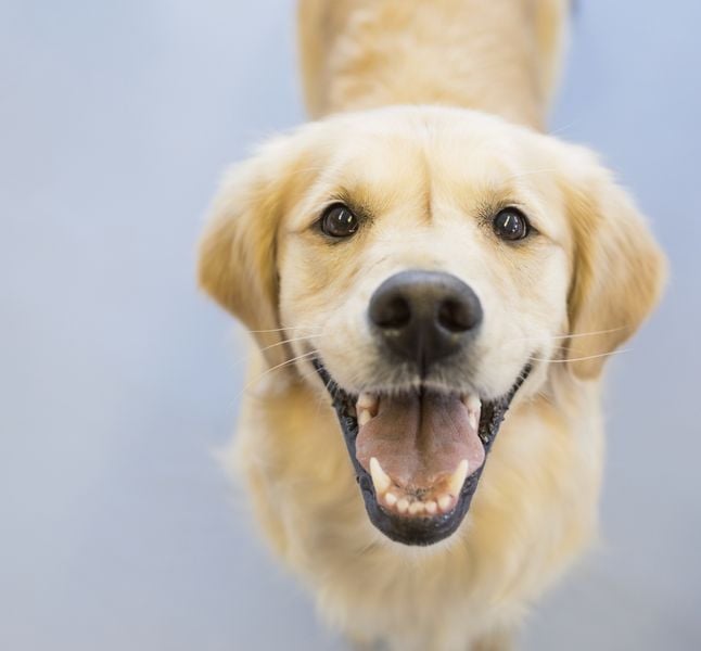 Mon chien me fait-il la tête ? Voici les raisons et ce qu'il faut faire