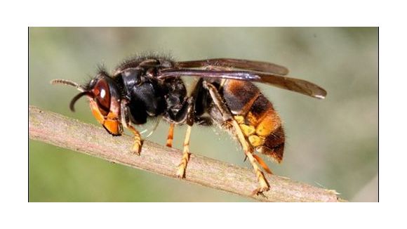 Un frelon asiatique a encore tué en Gironde 