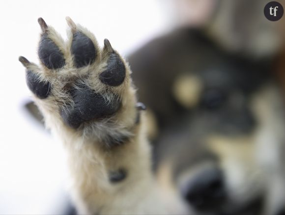 Se faire tatouer la patte de son chien, la nouvelle tendance qui buzze