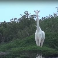 Des girafes blanches filmées au Kenya : la vidéo (rare) qui fait le buzz