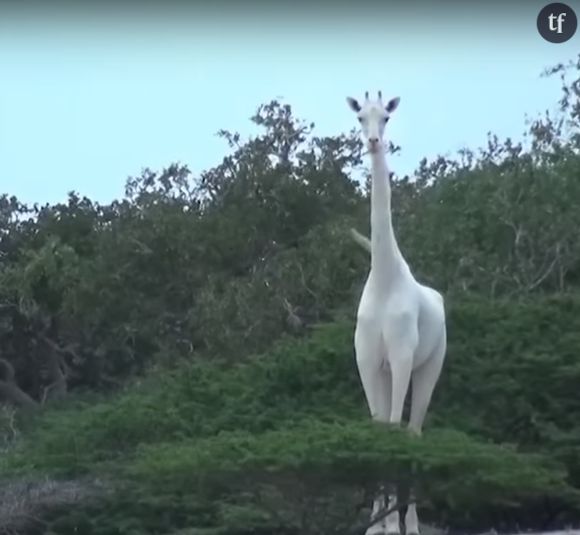 Des girafes blanches filmées pour la première fois