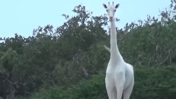 Des girafes blanches filmées au Kenya : la vidéo (rare) qui fait le buzz