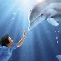 Winter le Dauphin : le destin peu commun du mammifère marin