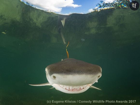 Un requin phographié par Eugene Kitsios. 