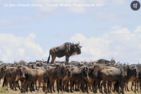 La photo d'un gnou réalisée par jean-Jacques Alcalay.