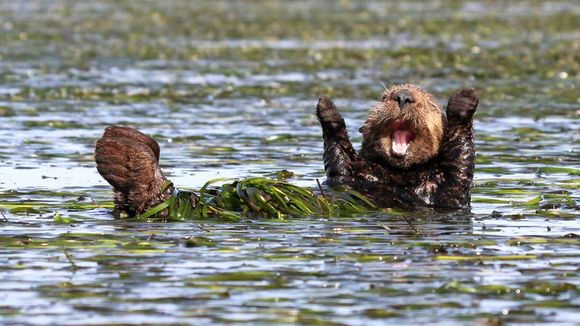 Voici les photos d'animaux sauvages les plus drôles de l'année