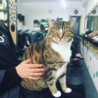 Ce salon de coiffure a adopté un chat pour aider les clients stressés