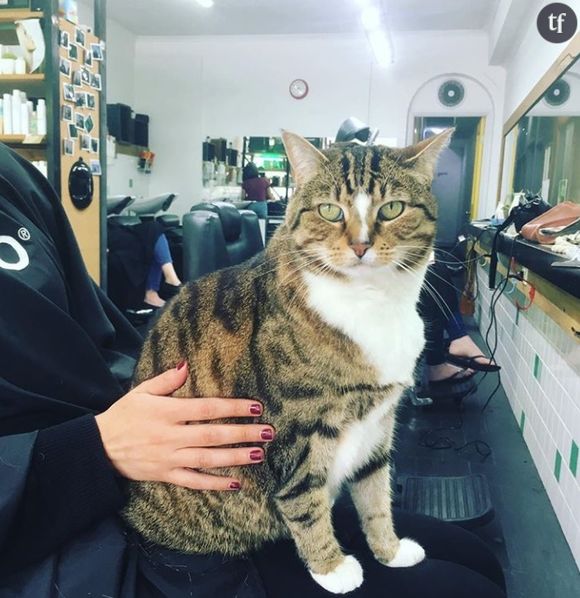 Ce salon de coiffure a adopté un chat pour aider les clients stressés