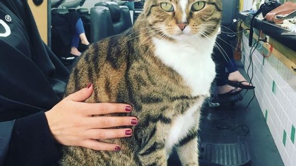 Ce salon de coiffure a adopté un chat pour aider les clients stressés
