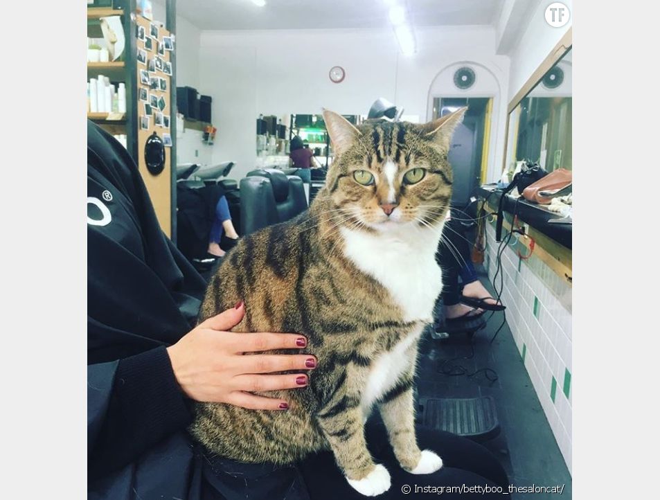 Ce Salon De Coiffure A Adopte Un Chat Pour Aider Les Clients Stresses Terrafemina