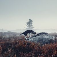 Des milliers de chiens abattus en Russie en vue de la Coupe du monde de foot