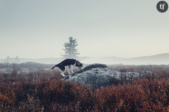 Des milliers de chiens abattus en Russie en vue de la Coupe du Monde de foot