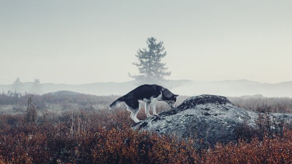 Des milliers de chiens abattus en Russie en vue de la Coupe du monde de foot