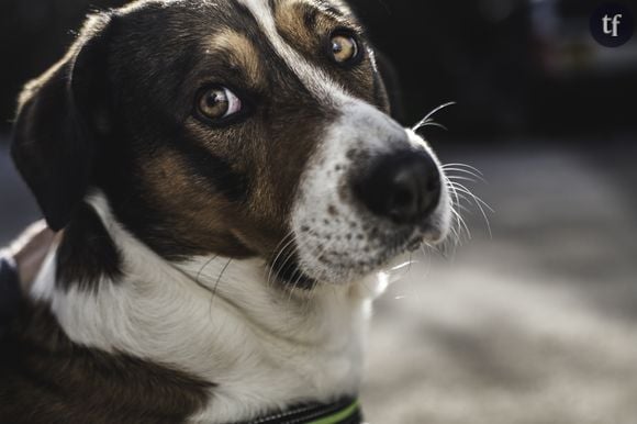 Un chien aurait sauvé sa maîtresse des coups de son conjoint.