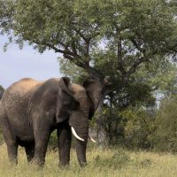 Un braconnier se fait piétiner par un éléphant et dévorer par des lions