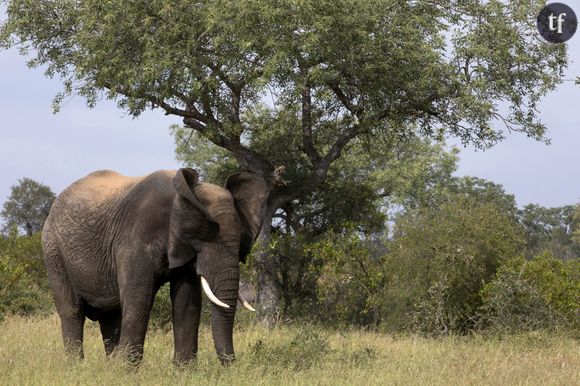 Elephant dans la réserve naturelle Kruger en Afrique du sud