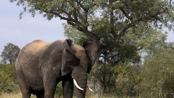 Un braconnier se fait piétiner par un éléphant et dévorer par des lions