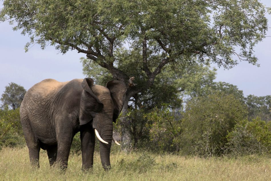 Elephant dans la réserve naturelle Kruger en Afrique du sud