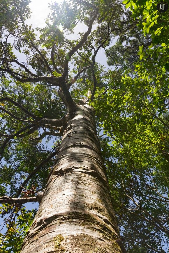 Méditation de l'arbre