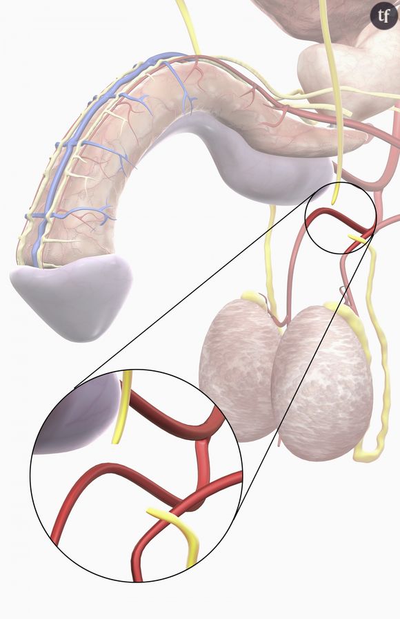 Illustration de vasectomie