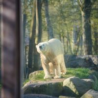 Ce zoo pourrait tuer des animaux pour en nourrir d'autres